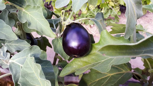 eggplant plant with violet fruit in garden