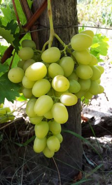 ışık yeşil üzüm bahçesinde büyük demet