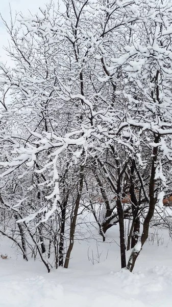 Black Branches White Snow Winter — Stock Photo, Image