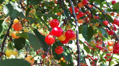 dalları ile birçok olgun ve olgunlaşmamış kiraz