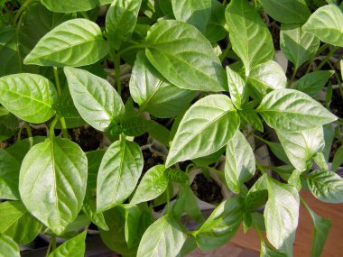 İlkbaharda yeşil biber fideleri