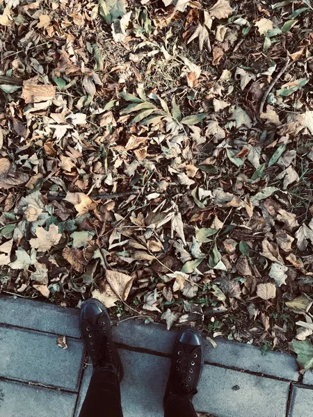 Photo of legs next to autumn leaves on the grass.