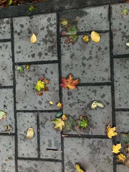 Photograph Maple Leaf Sidewalk Tiles Autumn — Stock Photo, Image