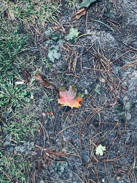 Foto Eines Ahornblattes Auf Einem Hintergrund Aus Dreck Und Gras — Stockfoto