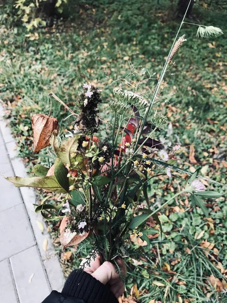 Foto Bukett Höstblommor Och Ett Herbarium Skog Bakgrund — Stockfoto