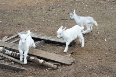 Üç beyaz keçi oynuyorlar