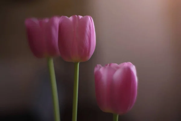 Hree Tulipes Roses Dans Vase — Photo