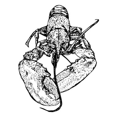 Profil çiziminde ıstakoz