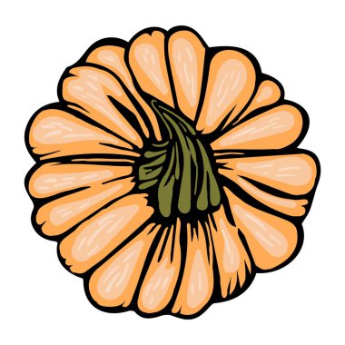 Kabak portakalı dekoratif çizim izole edildi.