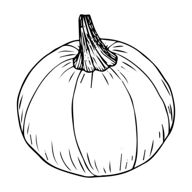 Kabak çizimi beyaz arkaplanda izole edilmiş siyah çizgi