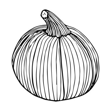 Kabak çizimi beyaz arkaplanda izole edilmiş siyah çizgi