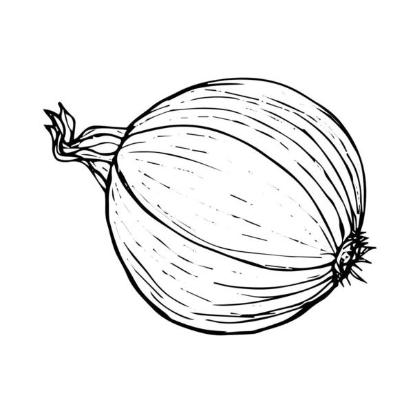 Beyaz arkaplanda soğan sebzesi çizimi siyah çizgi izole edildi — Stok Vektör