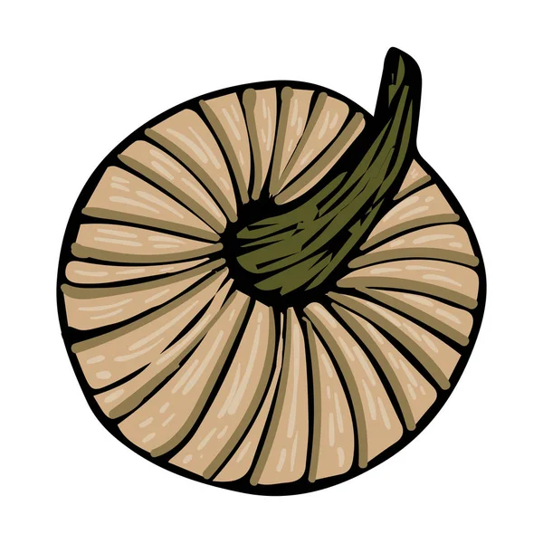 Croquis citrouille gribouille couleur isolée vert — Image vectorielle