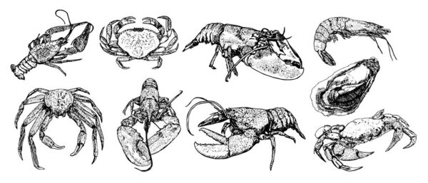 Set of sketch lobster, crab, crab, shrimp, oyster, black line is