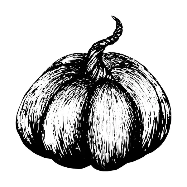 Boceto Calabaza Estilo Vintage Contorno Negro Aislado Sobre Fondo Blanco — Vector de stock