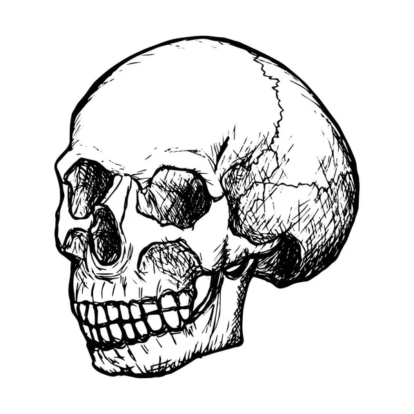 人間の頭蓋骨側のビューをスケッチ 白の背景に黒いアウトライン ストックベクトルイラスト デザインと装飾のための ゴシック ハロウィン — ストックベクタ
