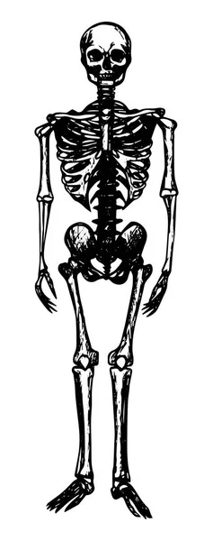 Menselijk Skelet Schets Zwarte Omtrek Een Witte Achtergrond Voorraad Vector — Stockvector