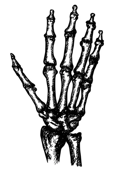 Handskelett Schwarzer Umriss Auf Weißem Hintergrund Stockvektorillustration Für Gestaltung Und — Stockvektor