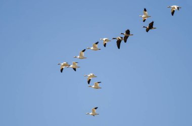 Büyük beyaz - Sakarca kar kazı arasında uçan kaz