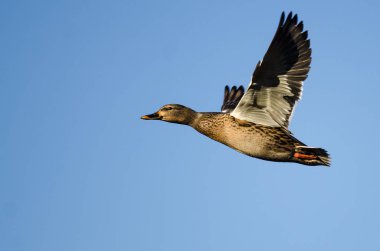 anatra selvatica femminile volando in un cielo blu