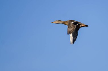 Mavi Gökte Uçan Mallard Ördeği