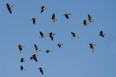 Büyük beyaz - Sakarca bir mavi gökyüzünde uçan kaz sürüsü