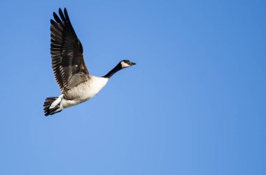 Kanada Kuğusu Mavi Gökte Uçuyor