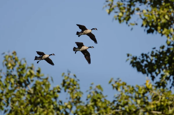 Tre Kanadensiska Gäss Som Flyger Förbi Höstträden — Stockfoto