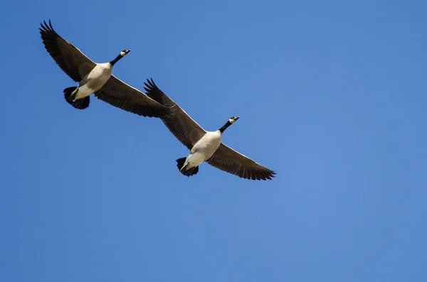 Pair Canada Geese Flying Blue Sky — Stock Photo, Image