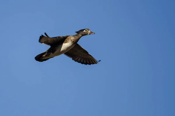 Female Wood Duck Flying Blue Sky — Stock Photo, Image