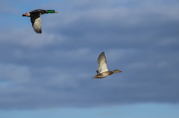 Par Patos Mallard Volando Cielo Nublado —  Fotos de Stock