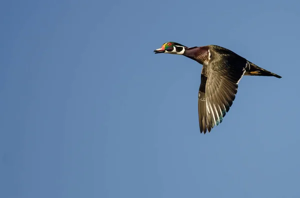 Canard Bois Solitaire Volant Dans Ciel Bleu — Photo