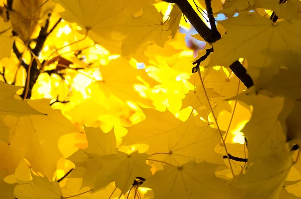 Goldene Ahornblätter Mit Der Eleganz Des Herbstes — Stockfoto