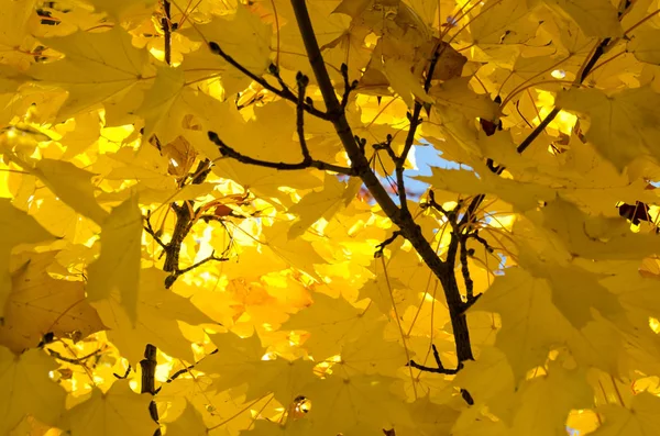 Sonbahar Zerafet Sergileyen Altın Akçaağaç Yaprakları — Stok fotoğraf