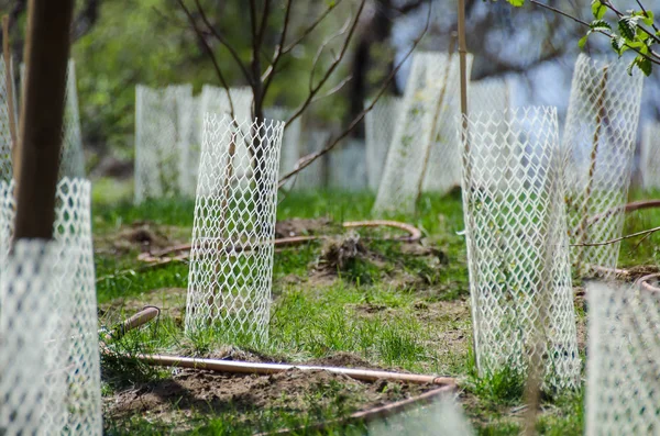 Garden Filled Seedlings Protected White Plastic Mesh Protector Tubes — Stock Photo, Image