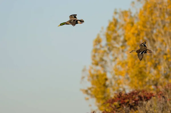 Par Patos Mallard Volando Más Allá Los Árboles Otoño Oro — Foto de Stock