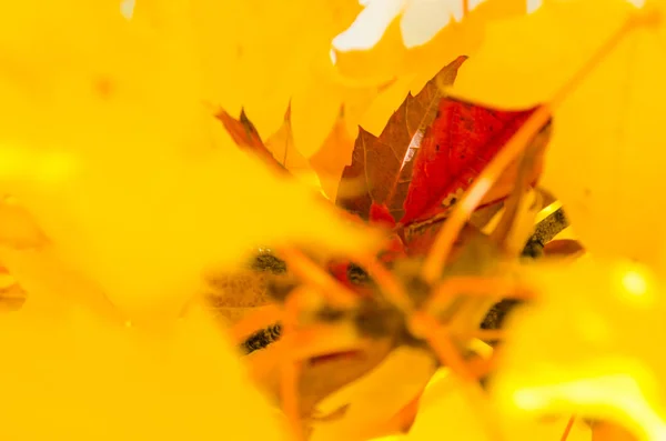 Einsames Rotes Blatt Eingebettet Zwischen Den Goldenen Ahornblättern Des Herbstes — Stockfoto