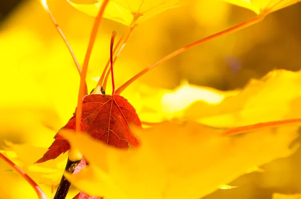 Solitérní Červený List Vložený Mezi Zlaté Javorového Listí Podzimu — Stock fotografie