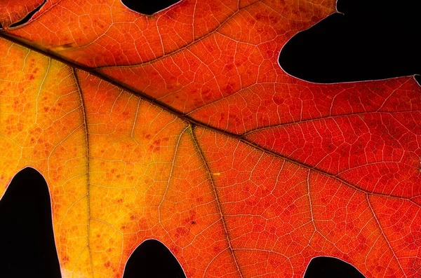 Betrachten Sie Die Schönheit Eines Bunten Herbstblattes — Stockfoto