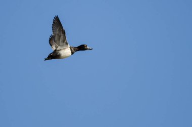 Yüzük - boyunlu Duck mavi gökyüzünde uçan