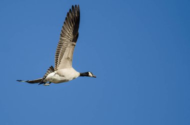 Yalnız Kanada Kaz 'ı Mavi Gökte Uçuyor