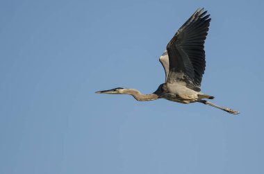 Büyük Mavi Balıkçıl Mavi Gökte Uçuyor