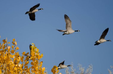 Altın sonbahar ağaca uçan Kanada kazlar sürüsü