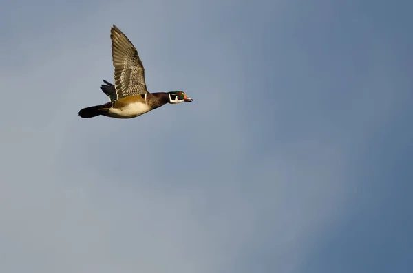 Wood Duck Flying Blue Sky — Stock Photo, Image