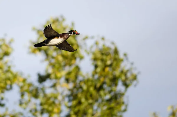 Pato Madeira Masculino Voando Passado Uma Árvore Outono — Fotografia de Stock