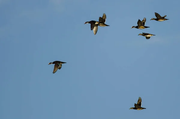 Flock Wood Ducks Flying Blue Sky — Stock Photo, Image