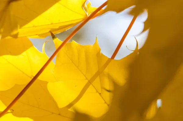 Goldene Ahornblätter Mit Der Eleganz Des Herbstes — Stockfoto