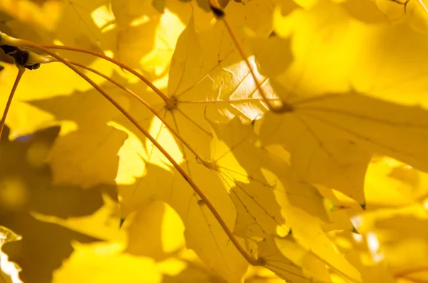 Goldene Ahornblätter Mit Der Eleganz Des Herbstes — Stockfoto