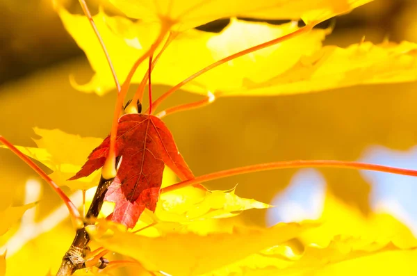 Одинокий Красный Лист Среди Листьев Золотого Клена Осени — стоковое фото