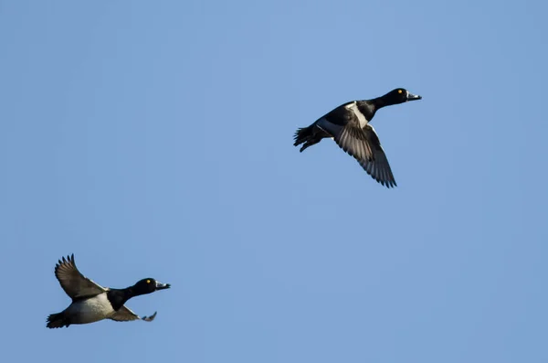 Two Ring Necked Ducks Flying Blue Sky — Stock Photo, Image